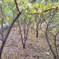 فروش-باغ-ویلا-اخمقعه-شهید-مدنی