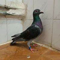 پلاکی چاپی مسافتی ماده|پرنده|بهبهان, |دیوار