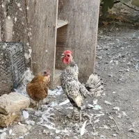 مرغ و خروس زینتی
