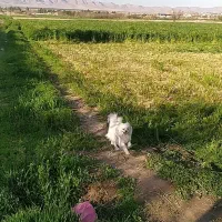 پاکوتاه پامر شیتزو قاطی