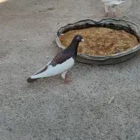 کفتر یهودی|پرنده|تربت‌حیدریه, پایانه مسافربری تربت حیدریه|دیوار