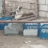 توله خراسانی