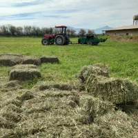 یونجه تازه وخشک