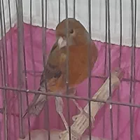 ۴ عدد قناری مست|پرنده|اهواز, زوویه ۲|دیوار