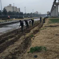 باغبانی ، باغبان ، هرس، پاییل،کاشت|خدمات باغبانی و درختکاری|قم, شهرک قدس|دیوار