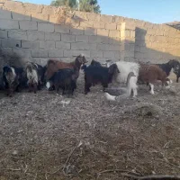 ۱۶ راس بزغاله چاق و چلبک نرو ماده به قیمت مناسب|حیوانات مزرعه|هامون, |دیوار