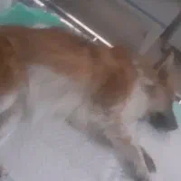 سگ گمشده
