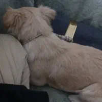 سگ شیتزو|سگ|دوگنبدان, |دیوار