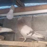 دوجفت مغز دار|پرنده|فارسان, |دیوار