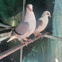 کبوتر زاغ اصل|پرنده|سامان, |دیوار