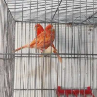 قناری|پرنده|مبارکه, |دیوار