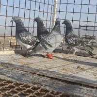 کبوتر بوم پرشی دانه ۲۵۰|پرنده|چناران, |دیوار