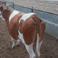 تلبسه چاق ی شکم زاییده|حیوانات مزرعه|پیشوا, |دیوار