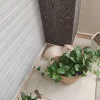 گربه