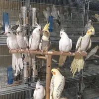 حراج انواع عروسهلندی.گیرینچیک.برزیلی.سرلاکی تاجفت|پرنده|اندیشه, شهرک مریم|دیوار