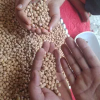 نخود درجه یک امسال قیمت ۱۳۵۰۰۰هزار تومان|خوردنی و آشامیدنی|تهران, شهرک گلها|دیوار