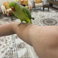 طوطی ملنگو|پرنده|مشهد, امام خمینی|دیوار