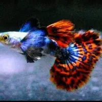 انواع گوپی مولی پلاتی کالرزبرا لجن خ آنجل آکواریوم|ماهی|تهران, امام زاده حسن|دیوار