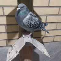 ماده پلاکی  ۵۰۰ نشته