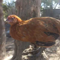 یک مرغ خوب و جوان ۲۰۰تخفیف پایه معامله