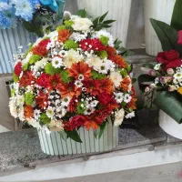 گلکده|گل و گیاه طبیعی|قائم‌شهر, |دیوار