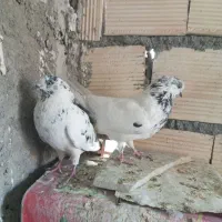 کفتر تهرونی نروماده و نر کله ای.دوکت.سوسکی|پرنده|اصفهان, دارک|دیوار