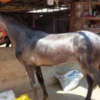 دو عدد اسب کاری