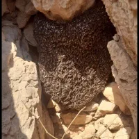 عسل کوهی اصل|خوردنی و آشامیدنی|شیراز, میانرود|دیوار