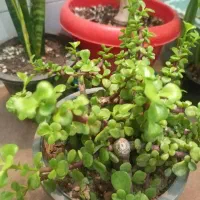 گل آپارتمانی زیر قیمت گلخونه|گل و گیاه طبیعی|یزد, |دیوار