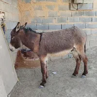 ی عدد خر