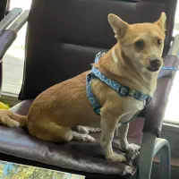 واگذاری رایگان|سگ|باغستان, |دیوار