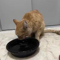 گربه پیدا شده|حیوانات|تهران, هفده شهریور|دیوار