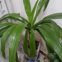 گل اپارتمانی