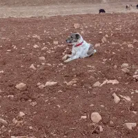 به فروش میرسد|سگ|کوهرنگ, |دیوار