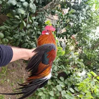 مرغ و خروس فونیکس