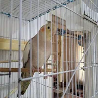 عروس هلندی ماده