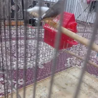 یک جفت فنج|پرنده|تبریز, |دیوار