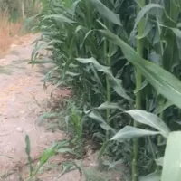 کارگر ابیاری و باغبان