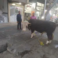 نیازمند کباب پز