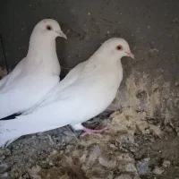کفتر پتی والا|پرنده|قم, دروازه چوبی|دیوار