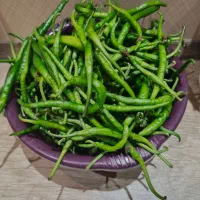 فلفل سوزنی شیرین