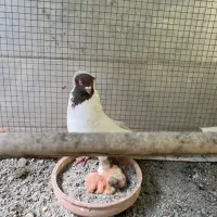 کفتر پرستویی عتیقه
