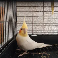 عروس هلندی نر ،ماده، جوجه تازه دونه خور