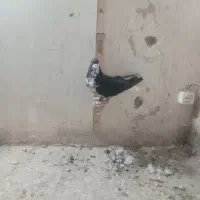 کبوتر پرشی