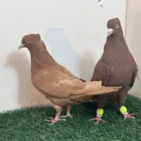 کفتر بهبونی هوایی و جفتی