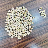 خرید وفروش پسته|خوردنی و آشامیدنی|مشهد, چهارچشمه|دیوار