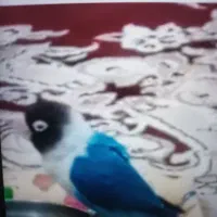 برزیلی نر رام