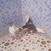 کبوتر