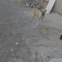 واگذاری توله سرابی