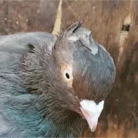 کبوتر قهوه‌ای آبادانی